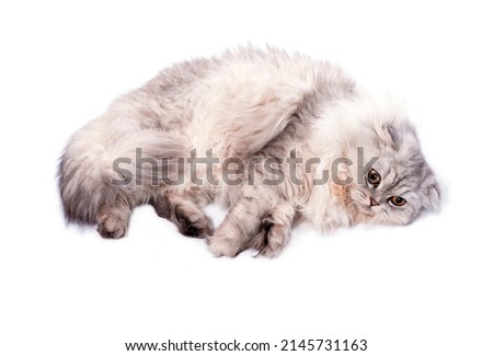 fold longhair Highland Scottish cat silver chinchilla lies in a bun on a white background, isolated image, beautiful domestic cats, cats in the house, pets,