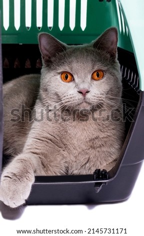  transportation british cat looks out of an open door inside a cat carrier with its paw out, an isolated image, beautiful domestic cats, cats in the house, pets, a trip to the vet. a trip away  home