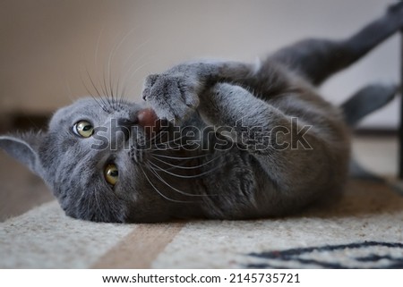 Russian blue cat eating a black olive lying on the ground, licking it and playing with it Royalty-Free Stock Photo #2145735721