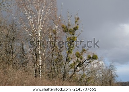 A sick withered tree attacked by mistletoe (viscum). They are woody, obligate hemiparasitic shrubs