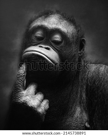 The portrait of "Borneo Orangutan" in black and white style. Royalty-Free Stock Photo #2145738891