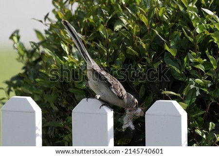 Mockingbird diving into the hedge with nesting material in its beak