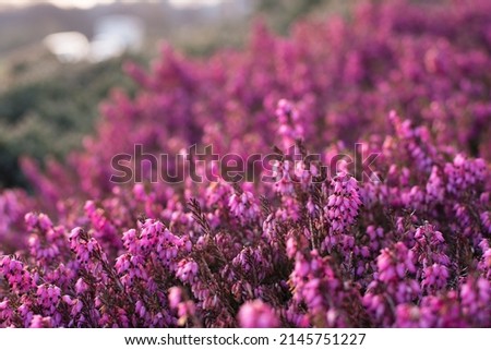 Nature summer background with pink flowers in the meadow with a sunny glow. Soft focus on the background of nature. Spring nature background. Banner with space for text