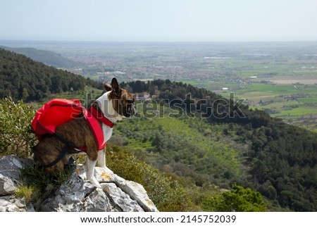 Funny  hiker , Boston terrier  with a backpack on top of a mountain looks into the distance