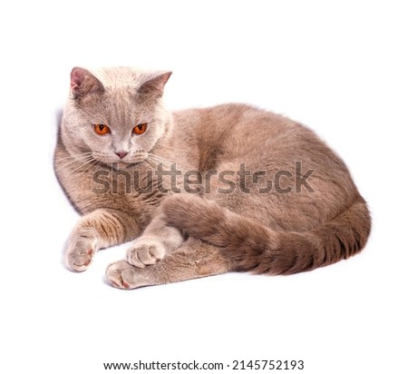 portrait of a beautiful fawn  British shorthair cat on a white background, isolated image, beautiful domestic cats, cats in the house, pets