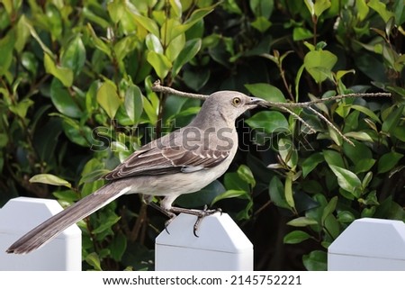 A Mockingbird bringing material to add to his new nest in a privet bush.