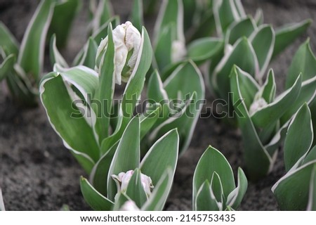 Pink and white parrot tulips (Tulipa) Forbidden City with wariegated foliage bloom in a garden in March
