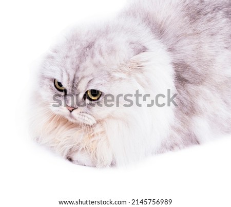 fold longhair Highland scottish cat silver chinchilla lying on a white background, isolated image, beautiful domestic cats, cats in the house, pets,