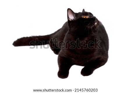 gorgeous British black cat lying on a white background, isolated image, beautiful domestic cats, cats in the house, pets