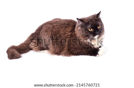 British Highland long-haired brown Scottish cat on a white background, isolated image, beautiful domestic cats, cats in the house, pets