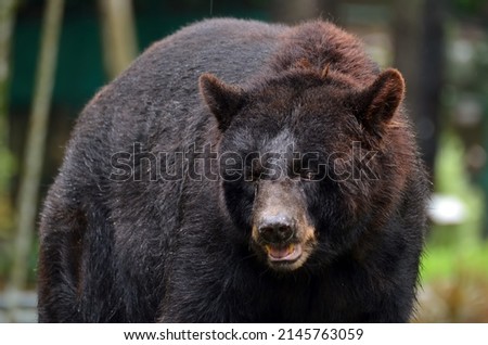 Black bear walking on the ground, American bear