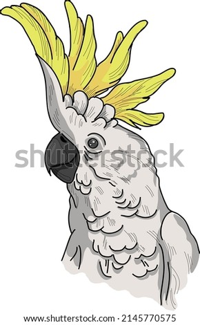 
Cockatoo parrot close-up. Vector image on a white background. Exotic bird. Print for t-shirt, sweatshirt