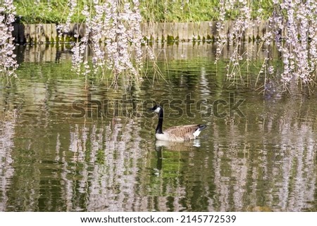 duck in a pond in spring season
