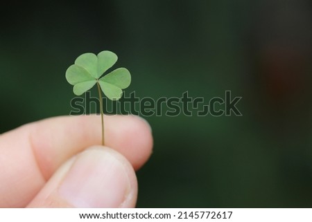 clover leaf in hand on green background lucky or saint Symbol of fortune, happiness and success. holding luck in hand close up
