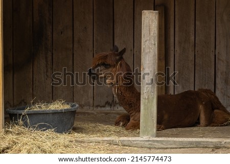 brown llama resting on farm