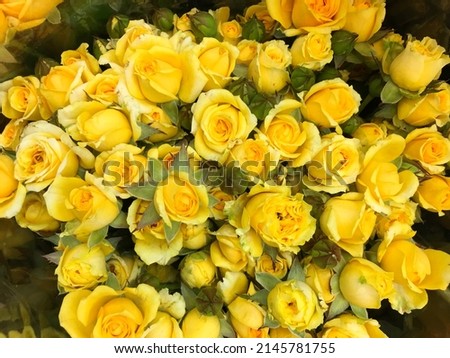 Background of yellow rose flowers. Many yellow roses close up

