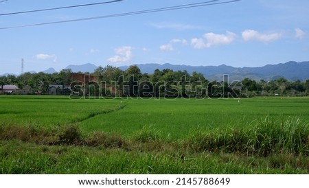 Large Paddy Field. Beautiful Nature. View. Defocused. Aceh. Indonesia.