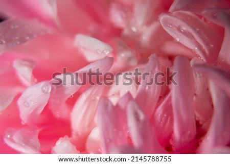 Close up macro of a beautiful pink petals of peony flowers