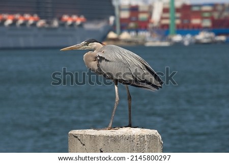 Image of a Great Blue Heron standing on a pylon at the Port of Los Angeles.