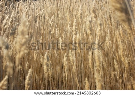 golden reeds on the seashore against the blue sky