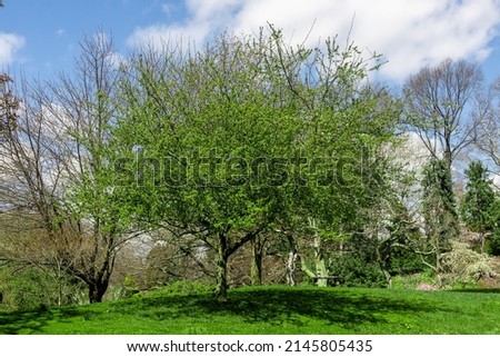 natural park with green trees and blue sky 