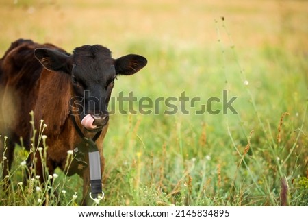 Cute little cow grazing on green field
