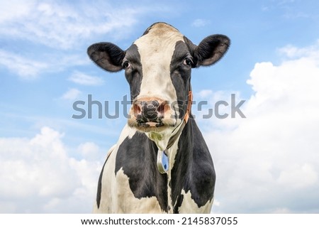 Cow black and white gentle sleepy looking, pink nose, medium shot in front view of a blue sky