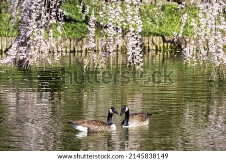 two ducks in a pond in the spring season