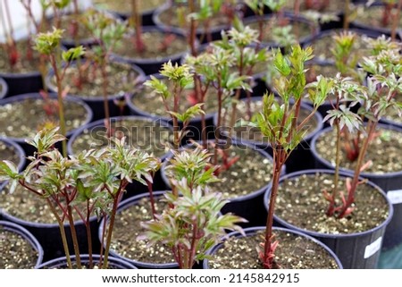seedlings of peonies in a greenhouse. flower business. Greenhouse Seedlings