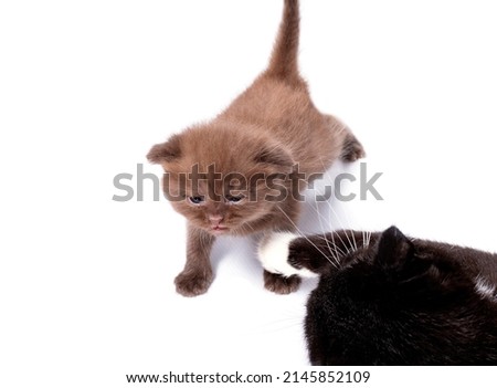  scottish cinnamon colored kitten playing with a cat, isolated image, beautiful domestic cats, cats in the house, pets