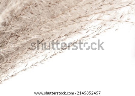 Beautiful beige dried tiny fluffy romantic flowers branches with place for text  macro