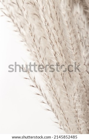 Beige fluffy dried tiny flowers with brown seeds beautiful neutral floral vertical wallpaper macro
