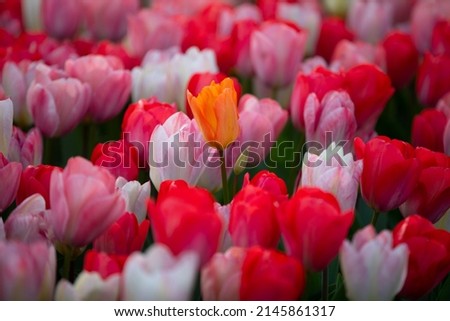 1 striking orange tulip between red, pink and white tulips gives a unique picture