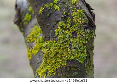 Orange lichen, yellow scale, maritime sunburst lichen or shore lichen, Xanthoria parietina, is a foliose or leafy lichen. Intensive color of structures on twigs of a tree, details in macro close up. Royalty-Free Stock Photo #2145861631