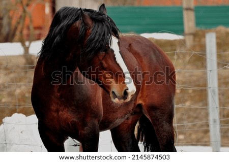 A horse is an animal from the equine family of the equids, a domesticated descendant of a wild horse.
