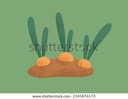 Farm vegetable growing in ground. Garden root plant, turnip with leaf tops over soil. Organic field harvest. Natural swede veggies growth. Isolated colored flat vector illustration Royalty-Free Stock Photo #2145876573