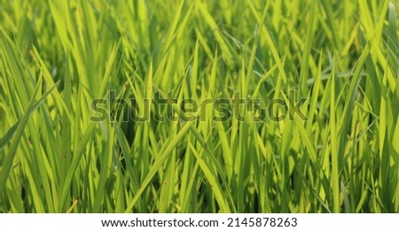 Long green grass background for graphic resource uses .