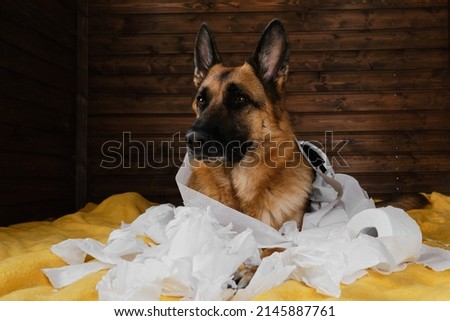 Dog is alone at home entertaining by eating toilet paper. Charming German Shepherd dog playing with paper lying on bed. Young crazy dog is making mess at home.