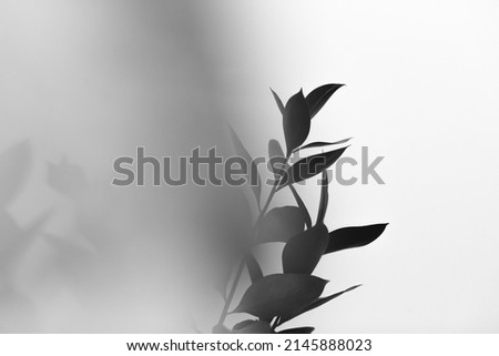 black and white flowers and plants,flowers on white background