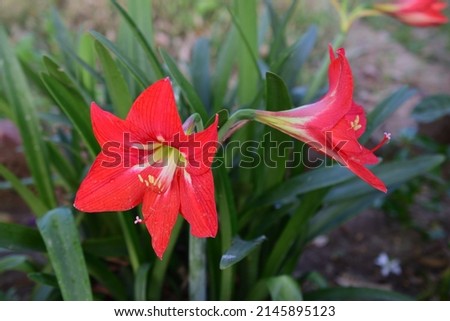 Unique red lily flowers among green leaves. Lilium is a genus of herbaceous flowering plants with large conspicuous flowers that grow from bulbs. Lily commonly means purity and fertility.
