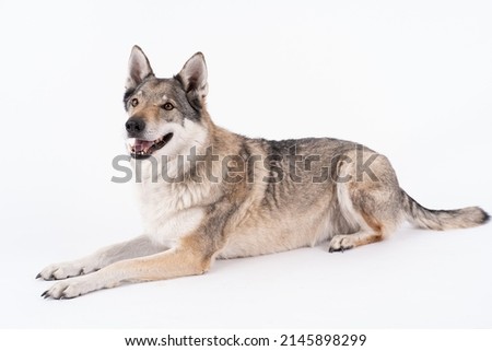 Czechoslovakian wolfdog laying on white backgrounds