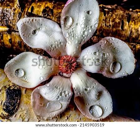 Magnolia tree in spring single flower on log after rain with water drops