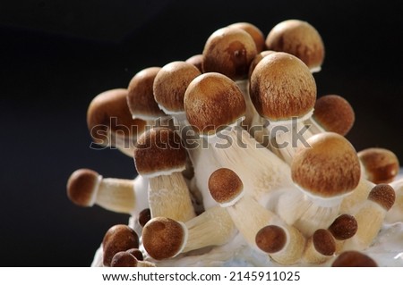 Mycelium block of psychedelic psilocybin mushrooms Golden Teacher. Micro growing of psilocybe cubensis on black background. Macro view; close-up. Micro-dosing concept.