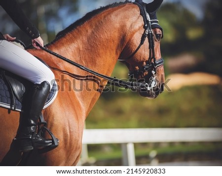 A beautiful athletic bay horse with a rider in the saddle who holds it by the reins, performs at equestrian competitions, illuminated by sunlight. Equestrian sport. Horseback riding. Royalty-Free Stock Photo #2145920833