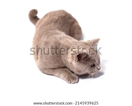 Scottish cat crouched and preparing to throw on a white background, isolated image, beautiful domestic cats, cats in the house, pets