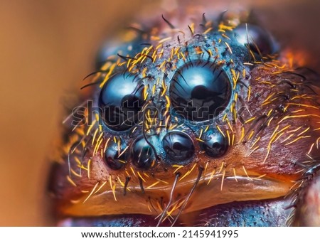 Scary portrait of Ground wolf spider, Trochosa terricola, close up macro photo