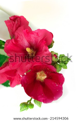 wild mallow flower isolated on white
