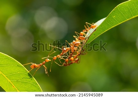 Ant action standing.Ant bridge unity team,Concept team work together Red ant,Weaver Ants (Oecophylla smaragdina), Action of ant carry food Royalty-Free Stock Photo #2145945089