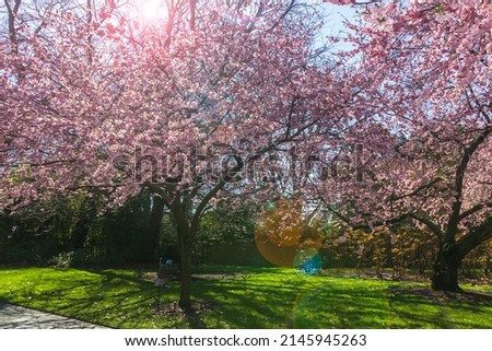 Japanese flowering cherry trees in park