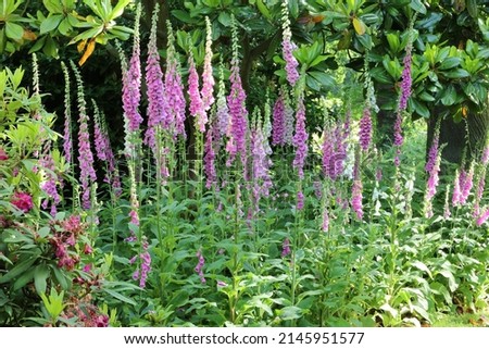 Close up of foxgloves or digitalis purpurea seen in a garden border with a green background. Royalty-Free Stock Photo #2145951577